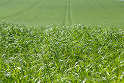 A green hayfield ready for cutting