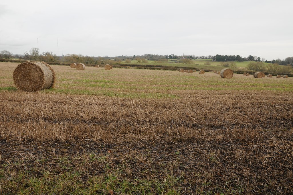 Round straw bales in a stubble field